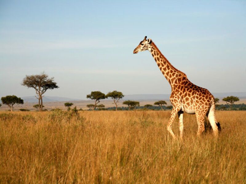 Combiné d'Amboseli au Ngorongoro pas cher photo 2