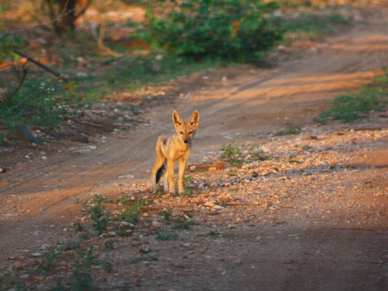 Circuit Patchwork Sud Africain pas cher photo 12