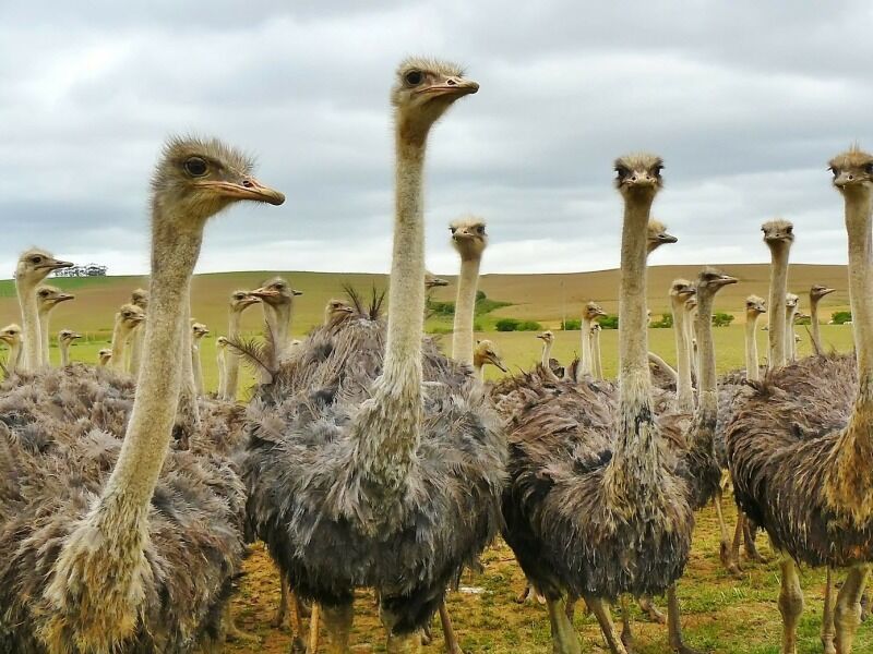 Circuit Patchwork Sud Africain Et Victoria Falls pas cher photo 6