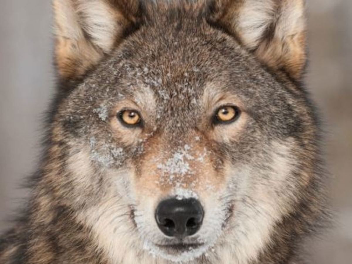 Sur la route : l'essentiel du Québec - 10J/8N Voiture flex pas cher photo 7