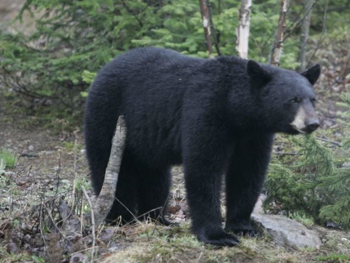 Sur la route des merveilles canadiennes - 12J/10N - Voiture incluse pas cher photo 8
