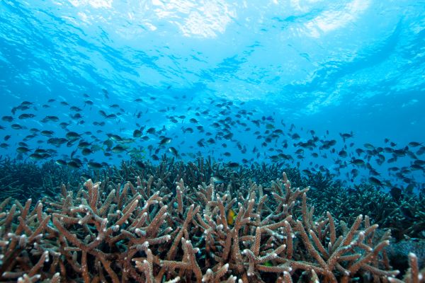 FLEX Combiné Des Rizières de l'île des Dieux aux eaux turquoise de Nusa Penida pas cher