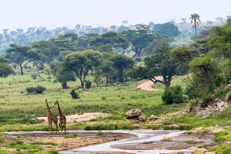 Safari Selous 3 Nuits & Séjour Karafuu Beach Resort & Spa 5* pas cher photo 11