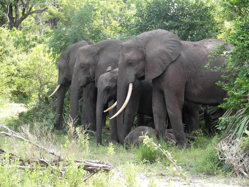 Safari Selous 3 Nuits & Séjour Karafuu Beach Resort & Spa 5* pas cher photo 25
