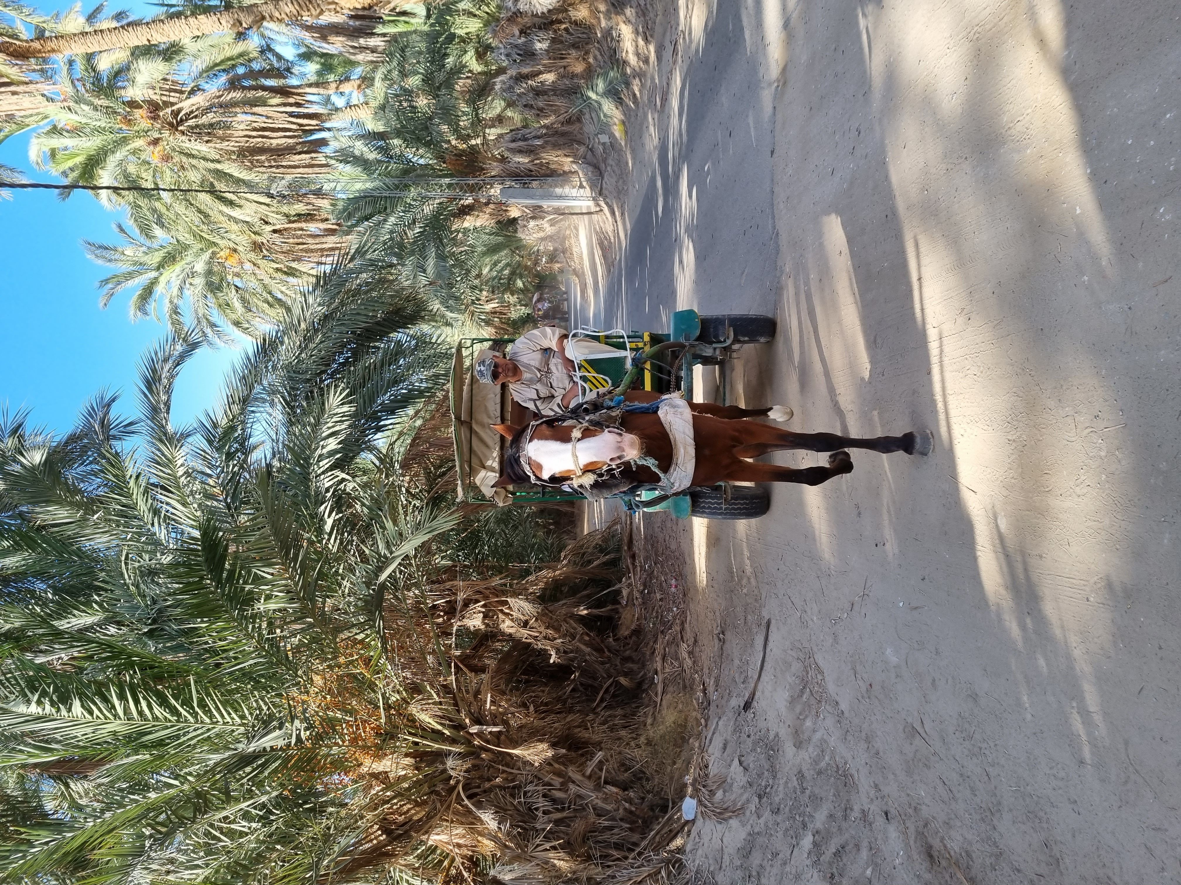Circuit Grand Tour de Tunisie 4* ou 5* pas cher photo 31