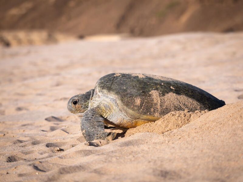 Circuit De Terre d'Encens à Terre de Mirages pas cher photo 6