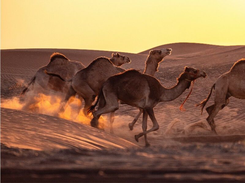 Circuit De Terre d'Encens à Terre de Mirages pas cher photo 9