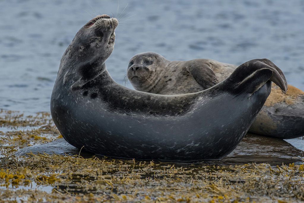 Circuit Estival Aventures en Terres Islandaises 3* pas cher photo 7