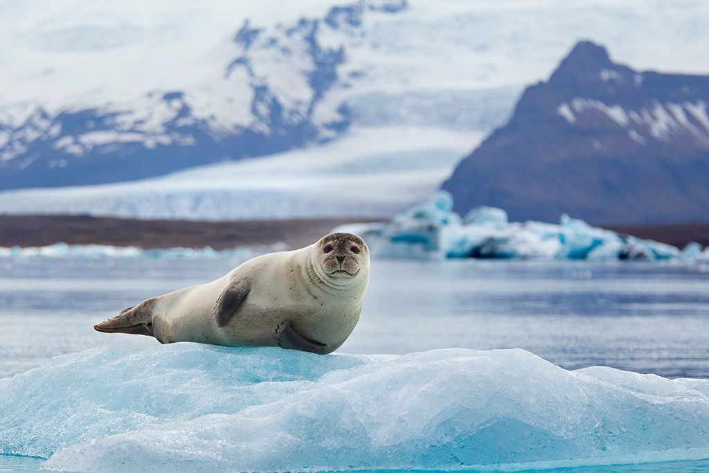 Circuit Estival Aventures en Terres Islandaises 3* pas cher photo 10