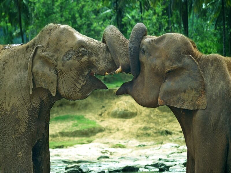 Circuit immersion au Sri Lanka pas cher photo 5