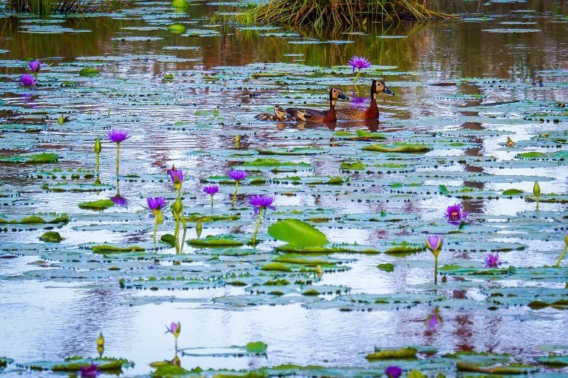 Safari Saadani 1 nuit et Séjour au AHG Sun Bay Mlilile Beach Hotel 4* pas cher photo 16