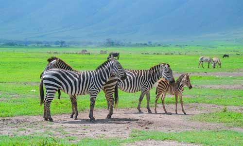 Séjour Jet Tours Signature Zanziblue Waves Resort 4* & Safari Saadani 2 nuits pas cher photo 8