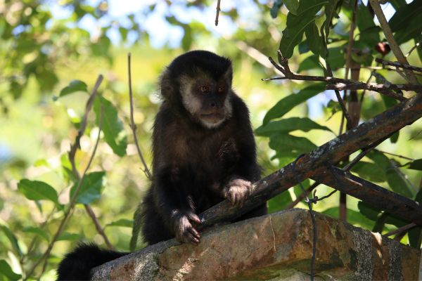Circuit Aux Rythmes de la Bossa Nova : d'Iguaçu à Paraty pas cher photo 8
