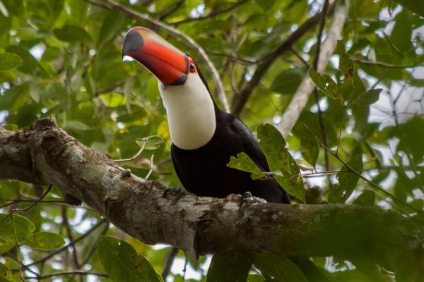 Circuit Aux Rythmes de la Bossa Nova : d'Iguaçu à Paraty pas cher photo 31