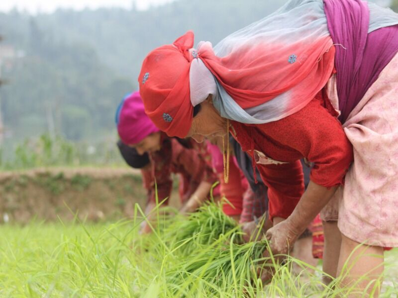 Circuit Immersion au Népal pas cher photo 5