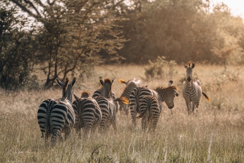 Safari Ngorongoro 1 nuit et Séjour au Kappa Club Zanzibar 5* pas cher photo 2