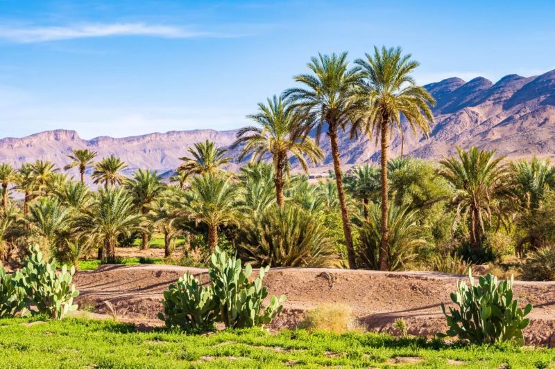 Circuit Kasbahs, Oasis et Gorges & Extension Kenzi Menara Palace 5*. pas cher photo 15