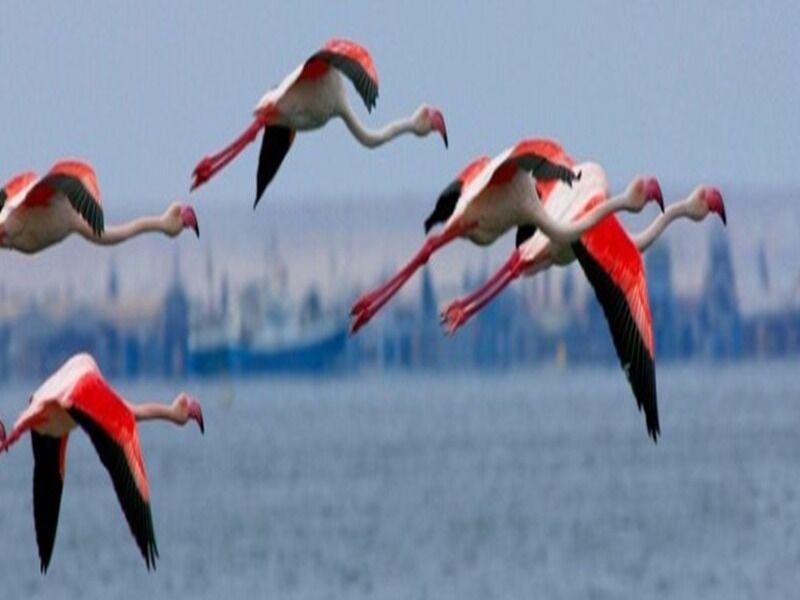 Circuit Caprivi, Botswana & Victoria Falls pas cher photo 6