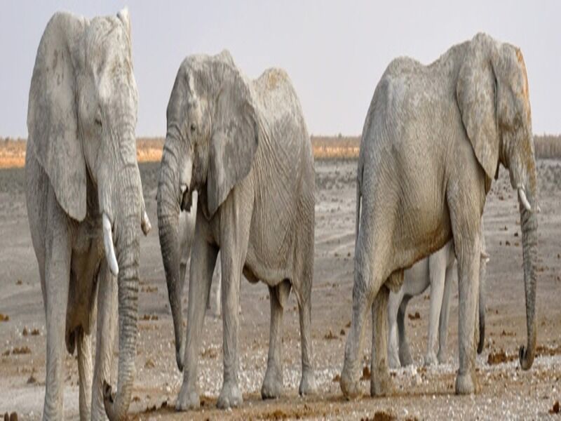 Circuit Caprivi, Botswana & Victoria Falls pas cher photo 9