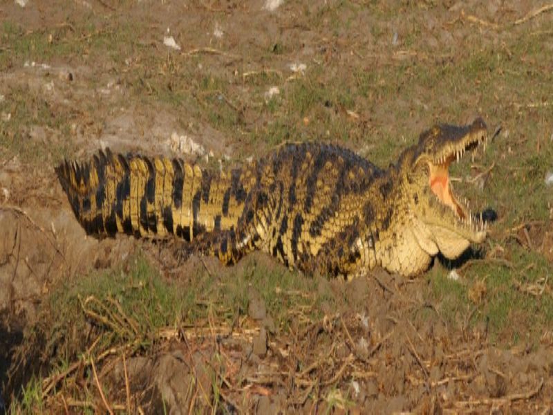 Circuit Caprivi, Botswana & Victoria Falls pas cher photo 14