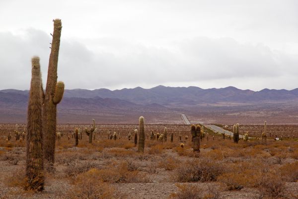 Circuit Aventure Argentine : de la Terre de Feu aux Andes du Nord pas cher photo 21