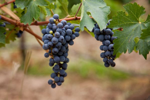Circuit Aventure Argentine : de la Terre de Feu aux Chutes d'Iguaçu pas cher photo 28