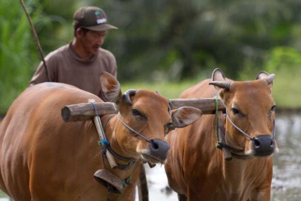 Circuit d'Ubud aux Trésors de l'Océan en Privatif pas cher photo 9