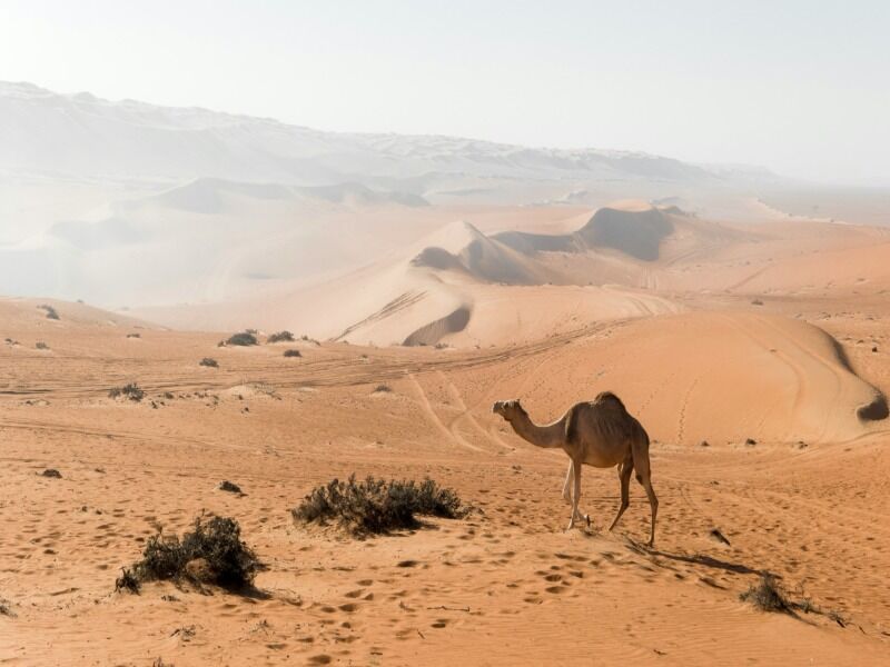 Circuit Beyond Oman, Joyau D’arabie pas cher photo 6