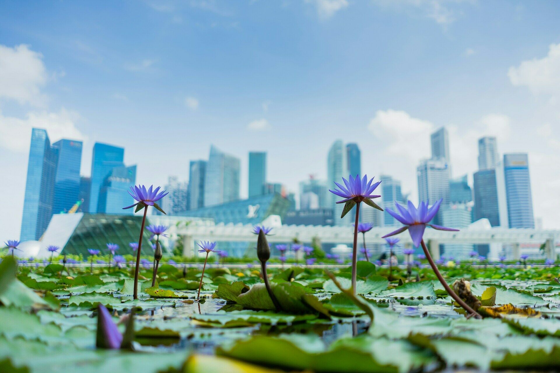 Combiné Singapour Japon pas cher photo 11
