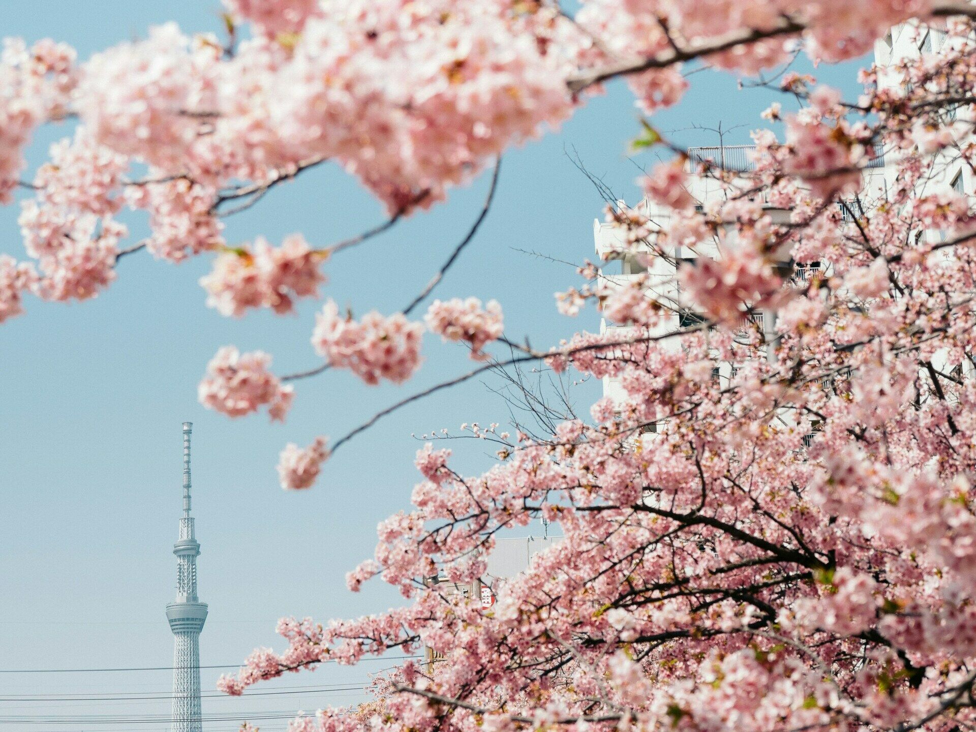 Combiné Singapour Japon pas cher photo 14