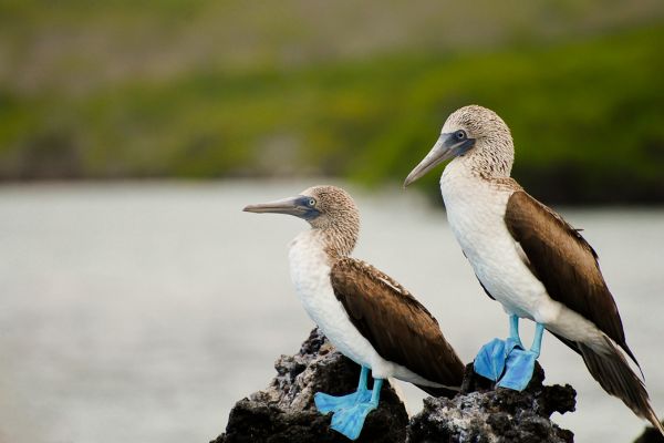 Circuit Odyssée Equatorienne : des Andes aux Galapagos pas cher photo 45