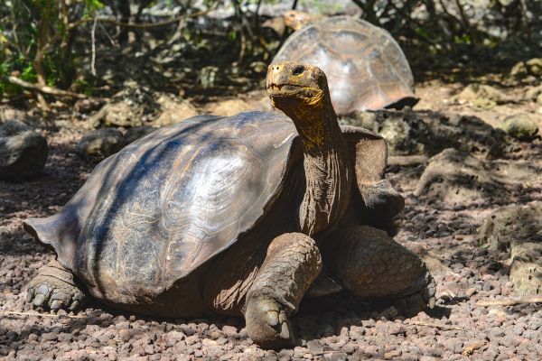Circuit Odyssée Equatorienne : des Andes aux Galapagos pas cher photo 47