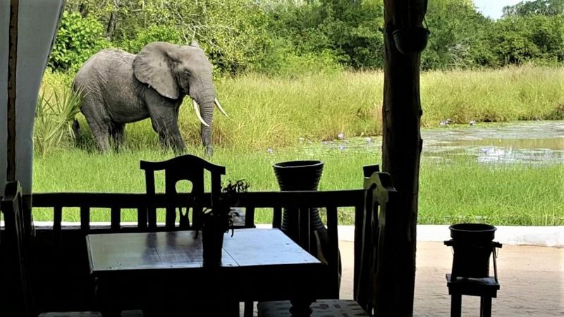 Safari Selous 3 Nuits & Séjour Kappa Club Zanzibar 5* NL pas cher photo 29