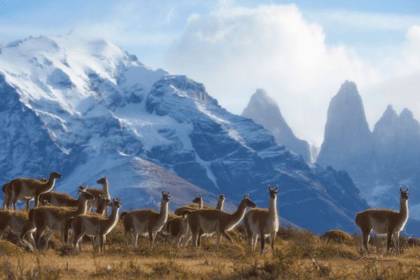 Circuit Contrastes Chiliens : Patagonie, Atacama et Île de Pâques pas cher photo 22
