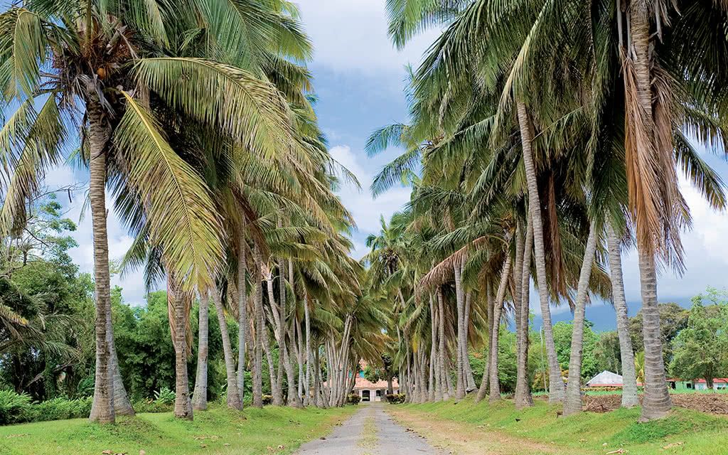 Circuit incontournable Martinique pas cher photo 3