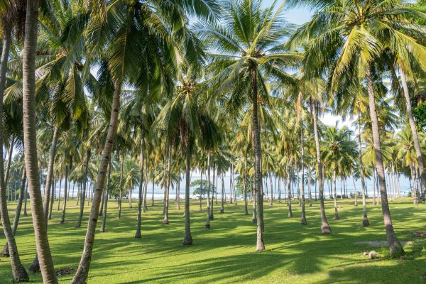 Combiné d'îles en îles : Bali, Gili Asahan, Lombok et Nusa Lembongan pas cher photo 14