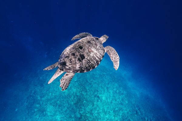 Combiné d'îles en îles : Bali, Gili Meno, Lombok et Nusa Penida pas cher photo 3