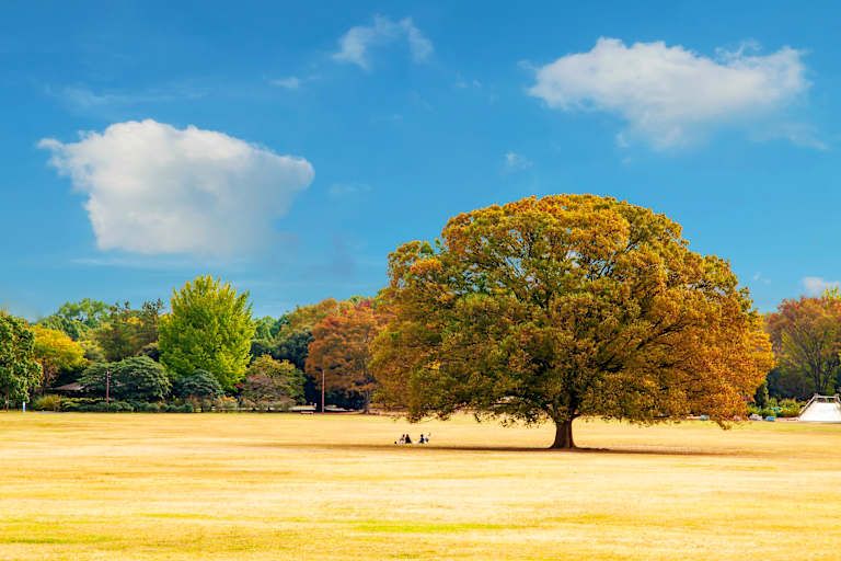Les essentiels Japon et Corée du Sud pas cher photo 8
