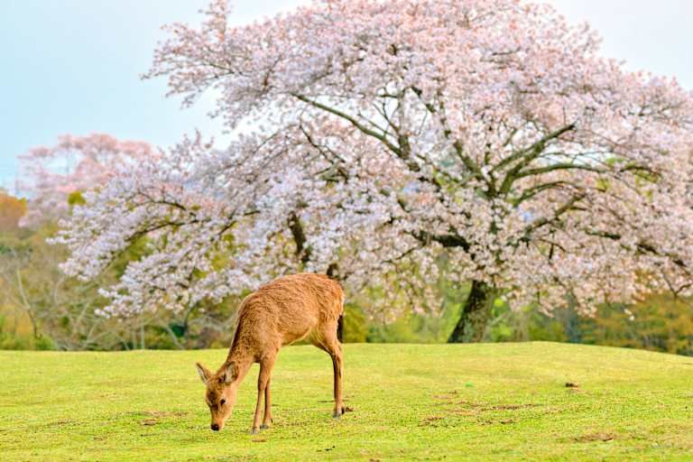 L'Odyssée japonaise : grand voyage d'exploration - 3* pas cher photo 6