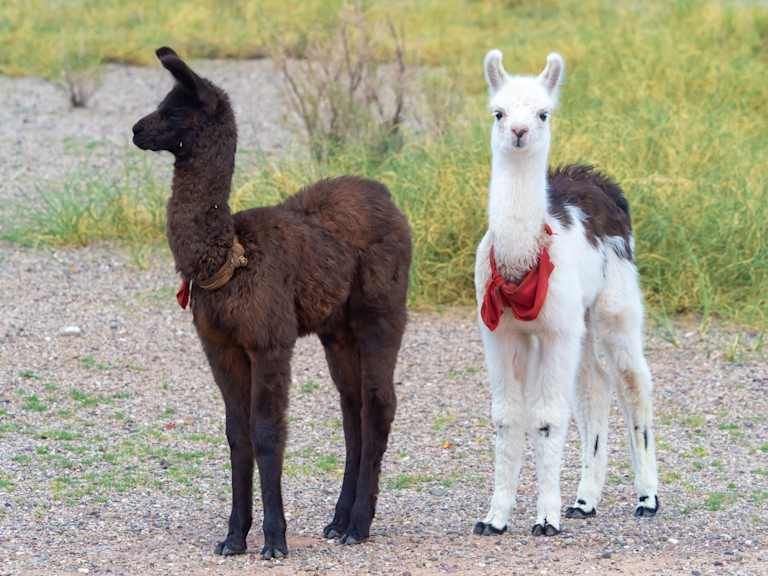 Autotour Voyage communautaire dans le Nord Ouest Argentin pas cher photo 16