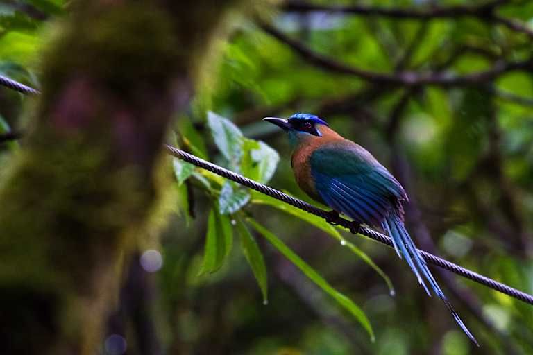 Le Costa Rica en liberté pas cher photo 13
