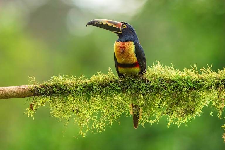 Echappée verte au Costa Rica pas cher photo 18