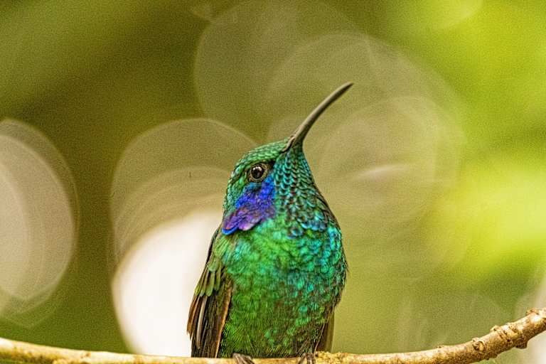 Le Costa Rica à petit prix - 3* pas cher photo 12