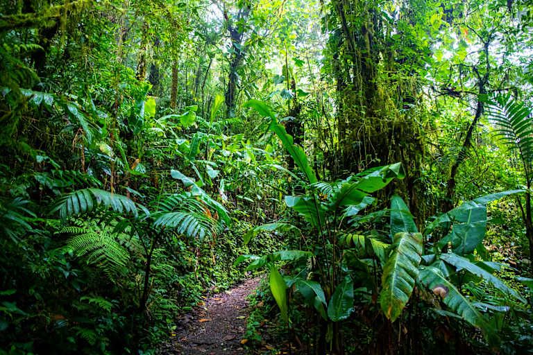 Le Costa Rica à petit prix - 3* pas cher photo 14
