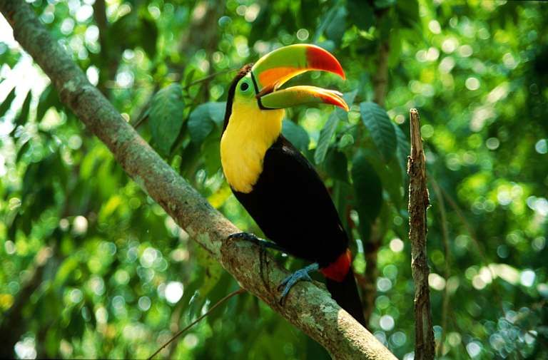L'Essence du Costa Rica - 4* pas cher photo 15