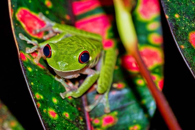 Explorer le Costa Rica - 4* pas cher photo 22