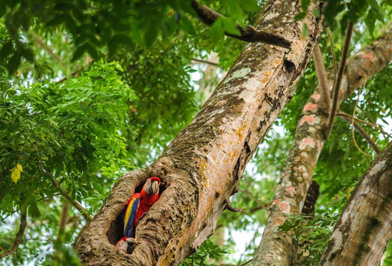 Explorer le Costa Rica - 4* pas cher photo 23