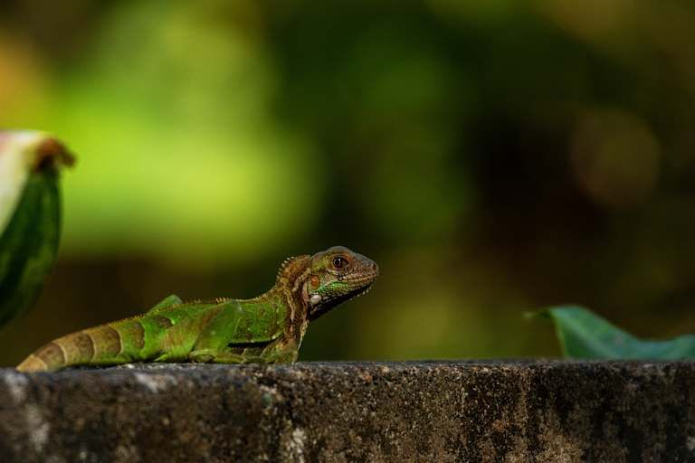 Explorer le Costa Rica - 4* pas cher photo 25