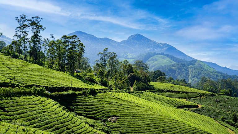Le Kerala authentique - 5* pas cher photo 7