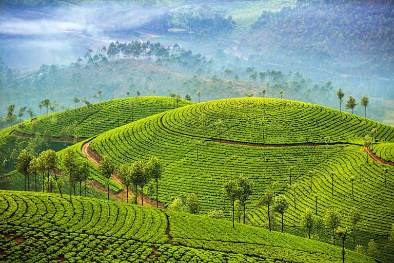 Le Kerala authentique - 5* pas cher photo 8